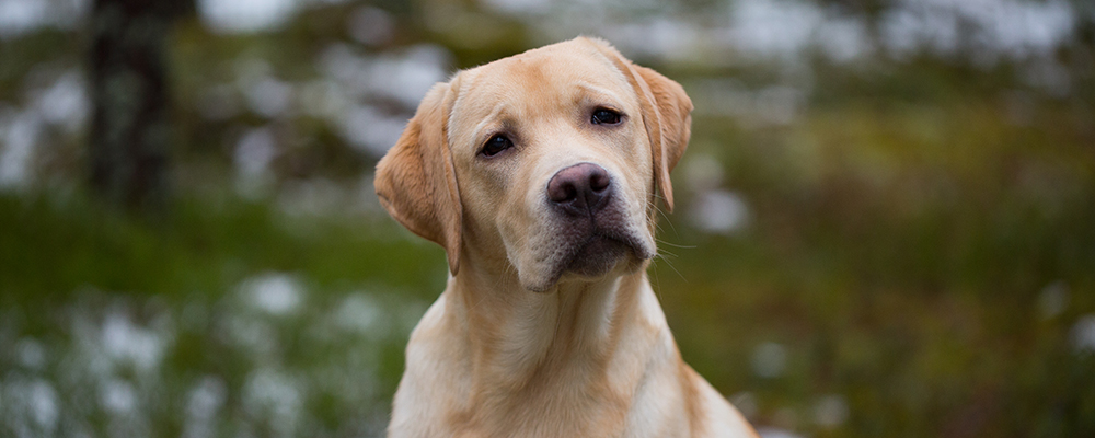 Andycap Kennel – Labrador Retriever