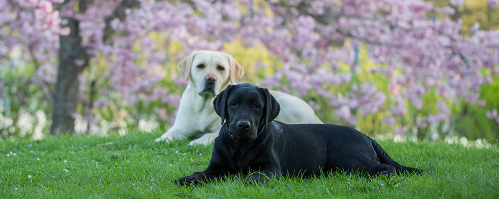 Andycap Kennel – Labrador Retriever