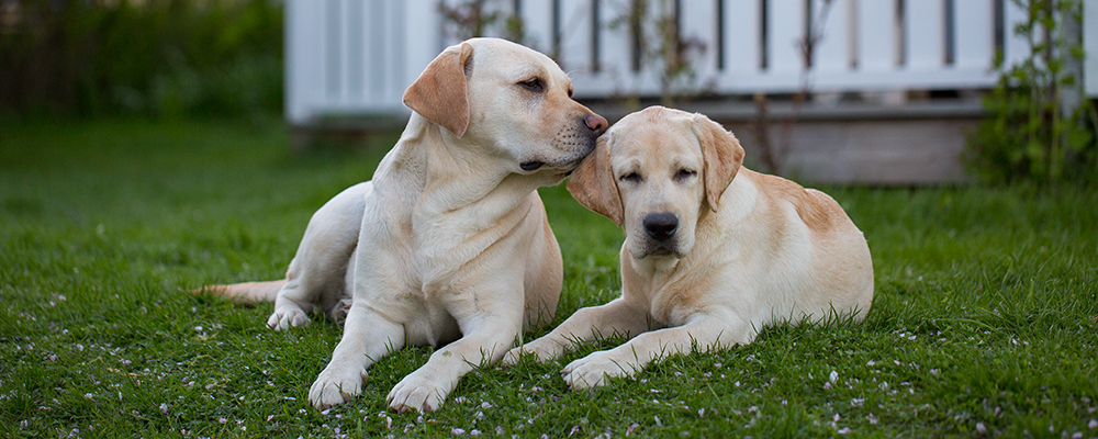 Andycap Kennel – Labrador Retriever