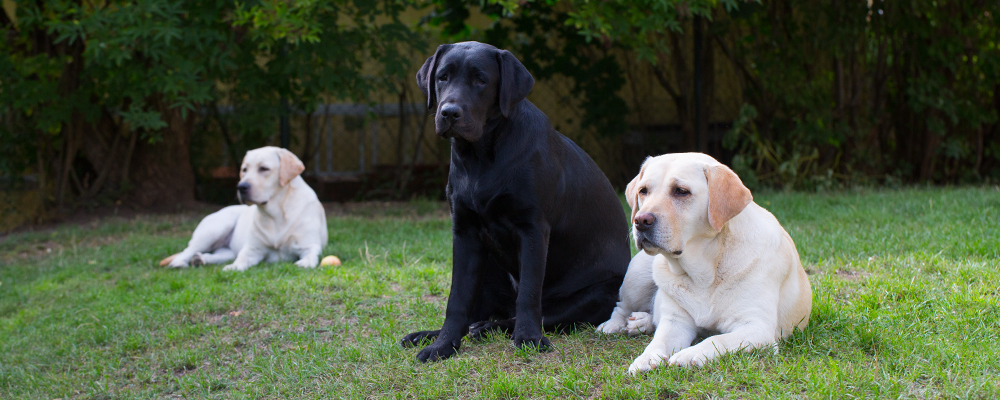 Andycap Kennel – Labrador Retriever