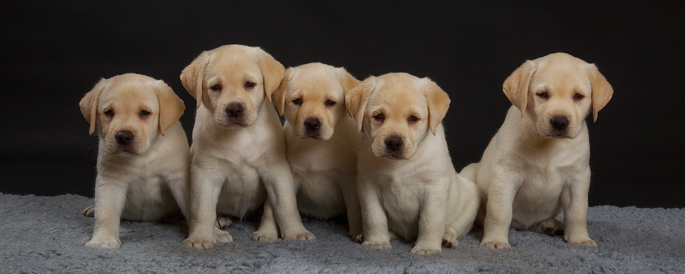 Andycap Kennel – Labrador Retriever