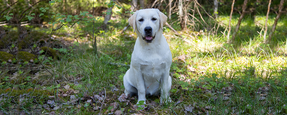 Andycap Kennel – Labrador Retriever