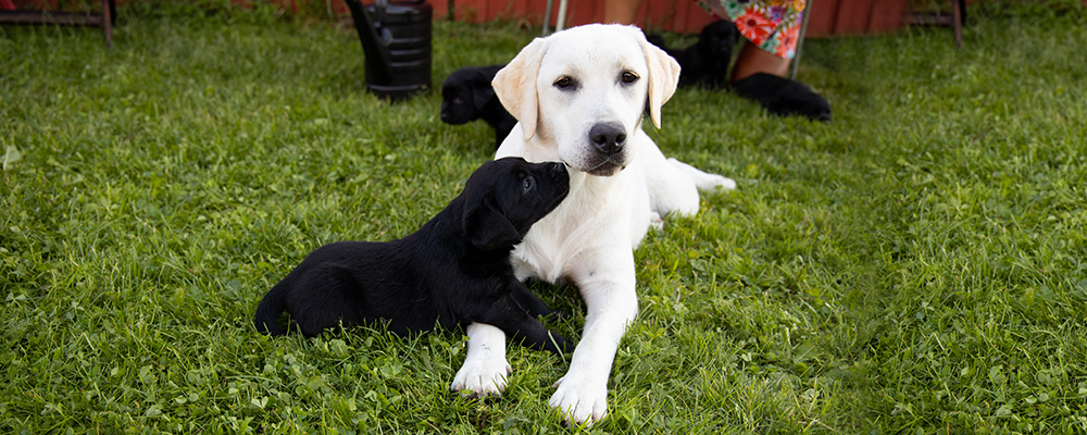 Andycap Kennel – Labrador Retriever