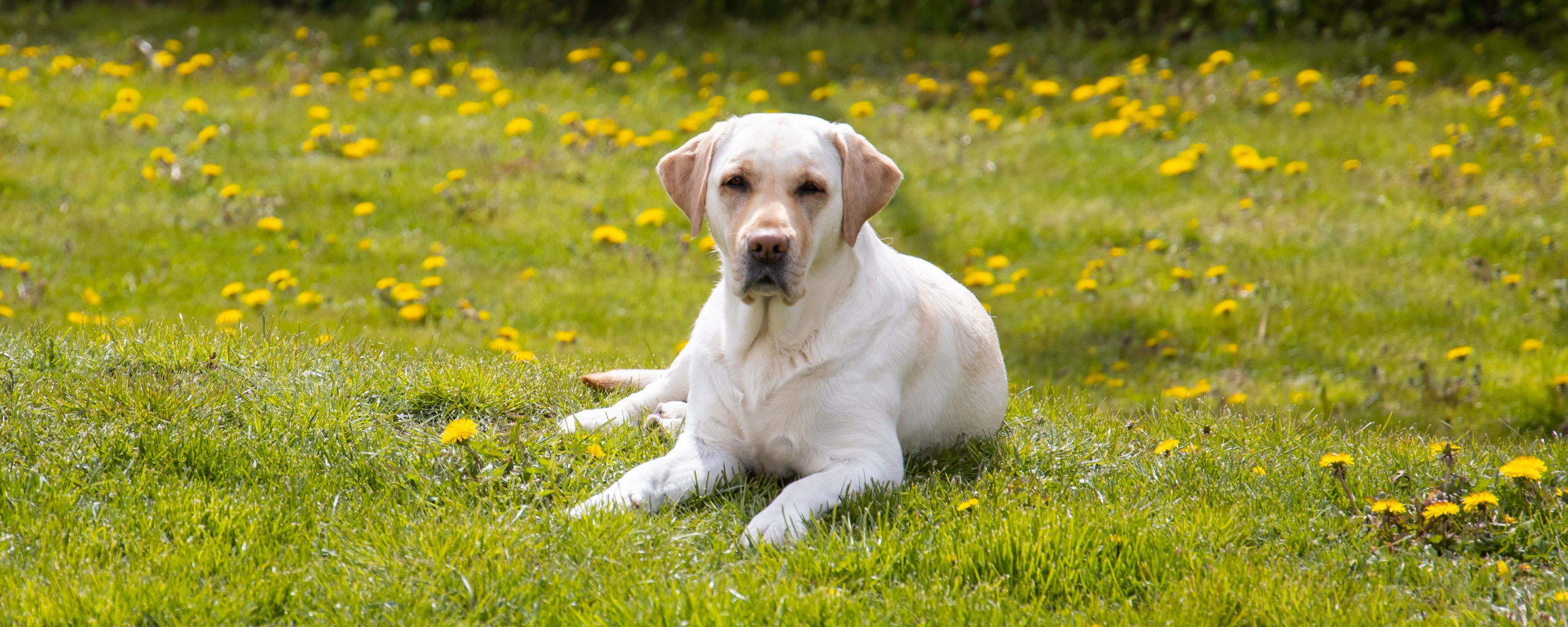 Andycap Kennel – Labrador Retriever