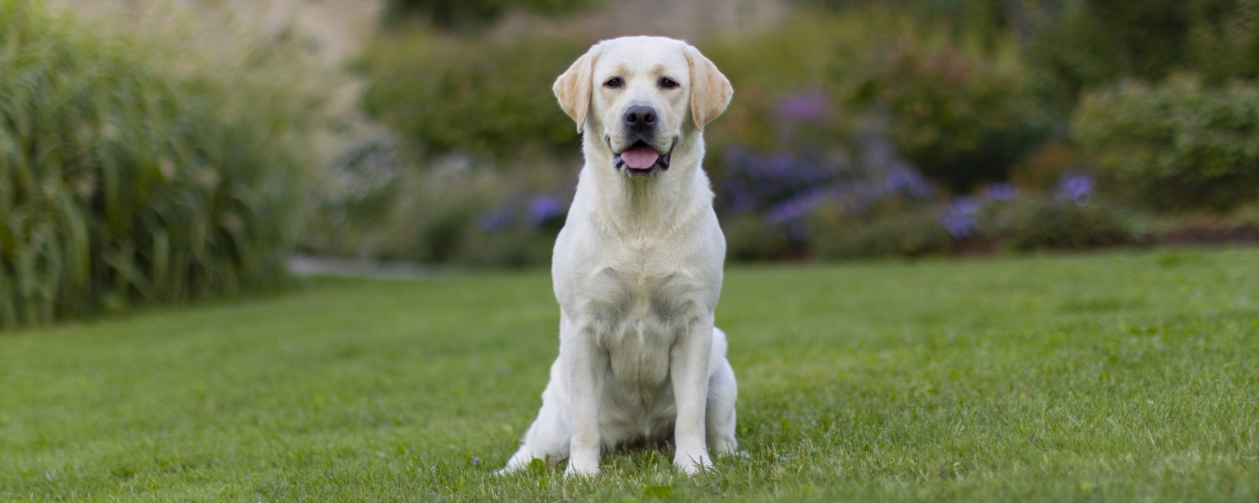 Andycap Kennel – Labrador Retriever