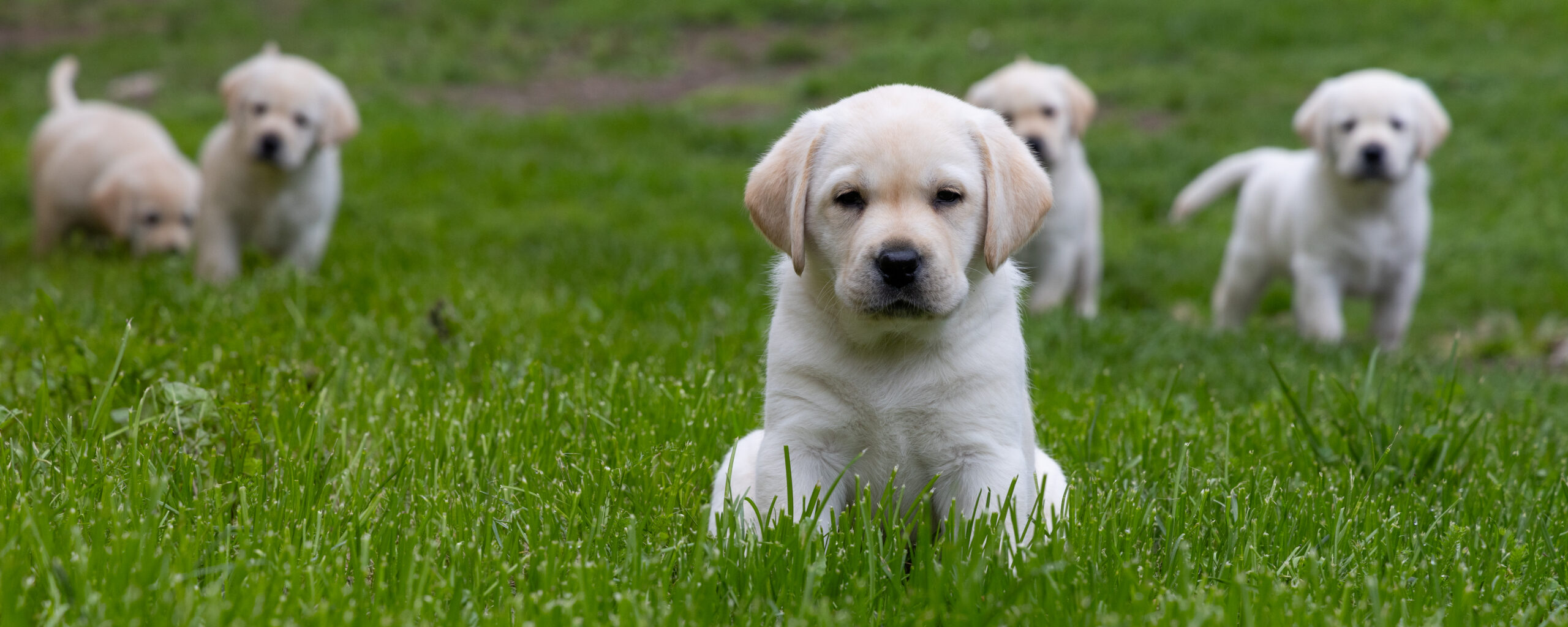 Andycap Kennel – Labrador Retriever