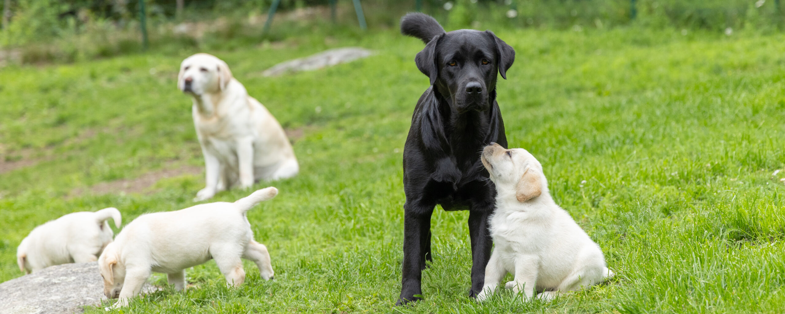 Andycap Kennel – Labrador Retriever