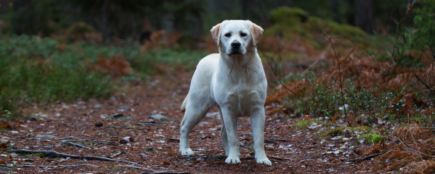 Andycap Kennel – Labrador Retriever