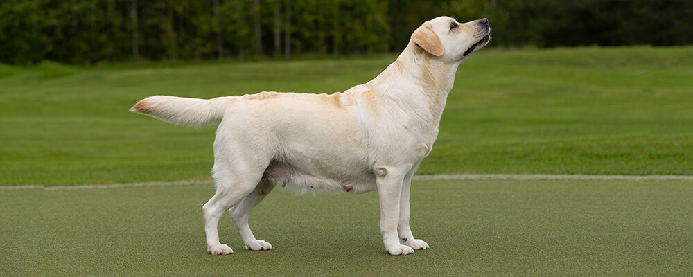 Andycap Kennel – Labrador Retriever